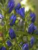 Gentian True Blue