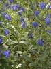 Gentian True Blue