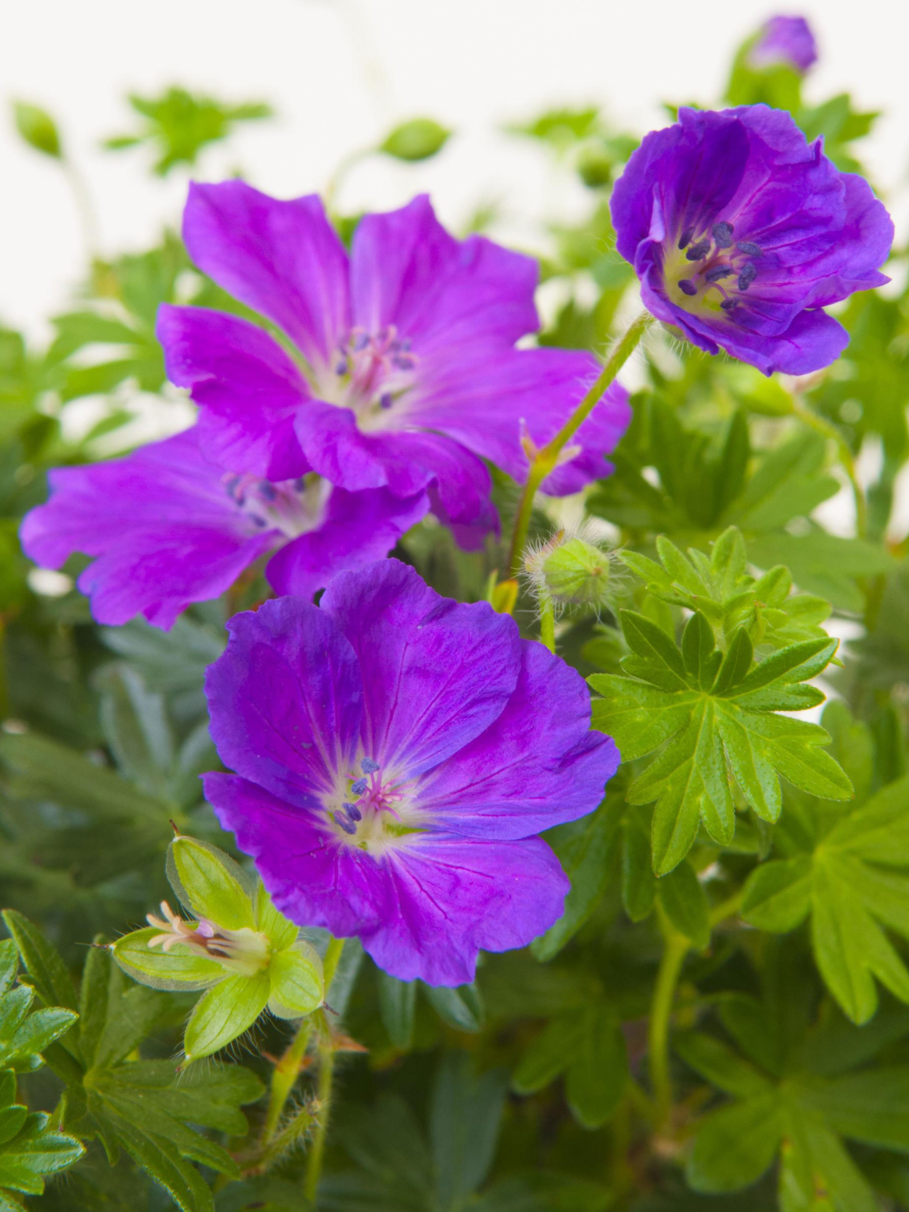 Geranium Tony's Talisman | Bluestone Perennials, image size:1800x2400