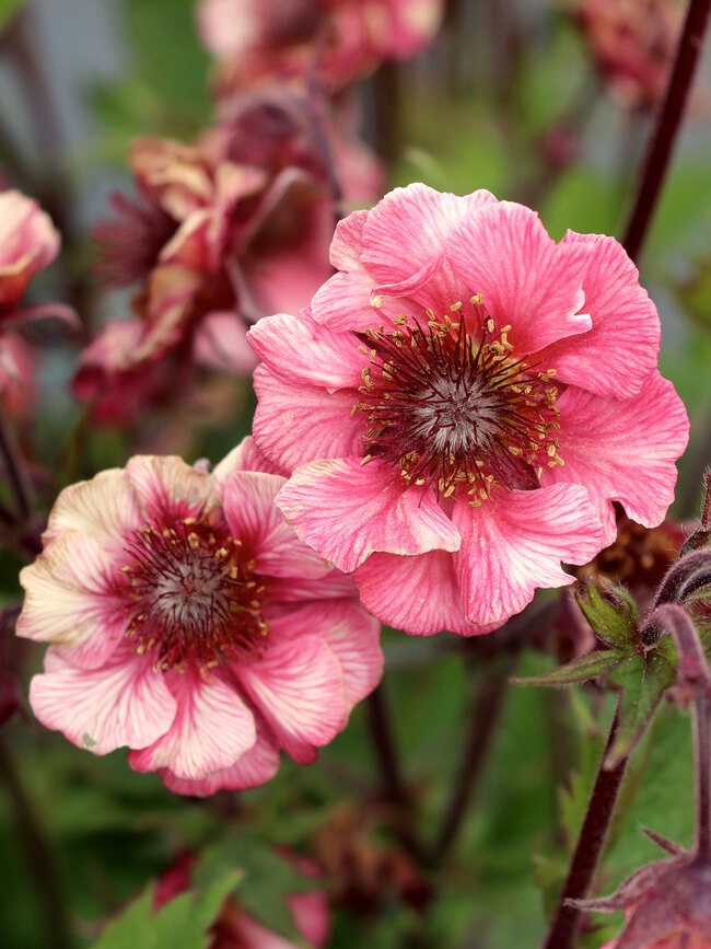 Geum Tempo Rose