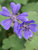 Geranium Tschelda