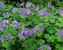 Geranium Tschelda
