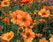 Geum Totally-Tangerine