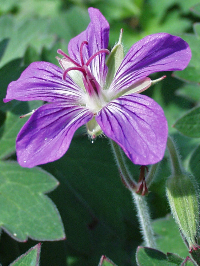 Geranium Wlassovianum