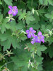 Geranium Wlassovianum