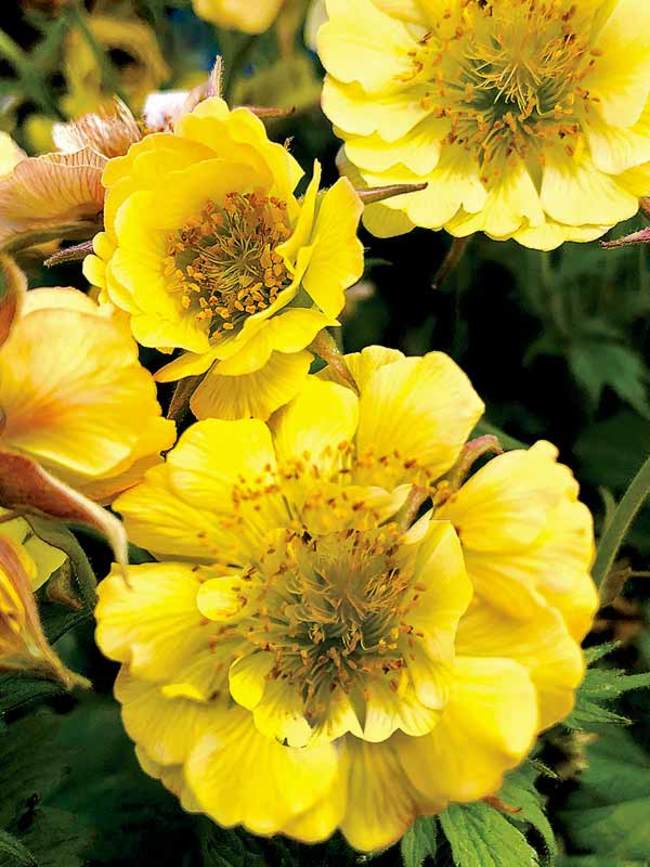 Geum Tempo Yellow