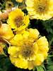 Geum Tempo Yellow