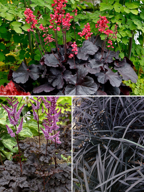 Goth Garden Collection