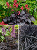 Goth Garden Collection