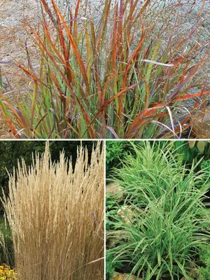 Link to Ornamental Grasses Collection