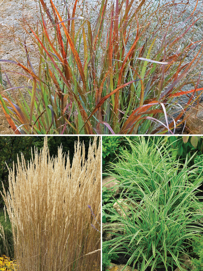 Grasses Collection