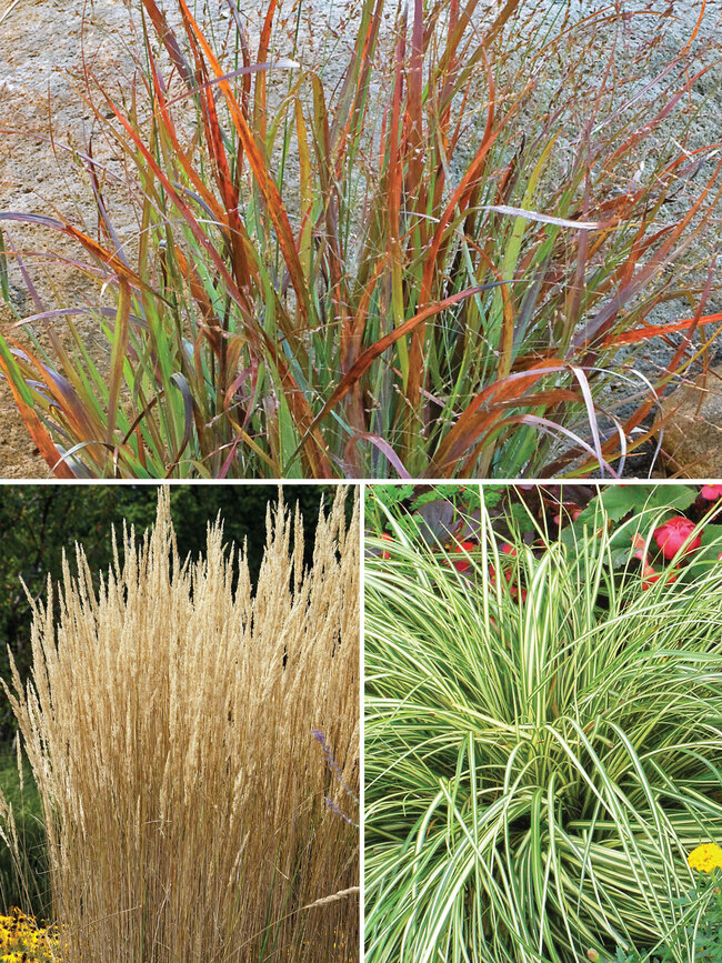 Grasses Collection