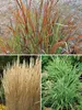 Grasses Collection