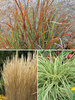 Grasses Collection