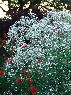 Link to Gypsophila Bristol Fairy