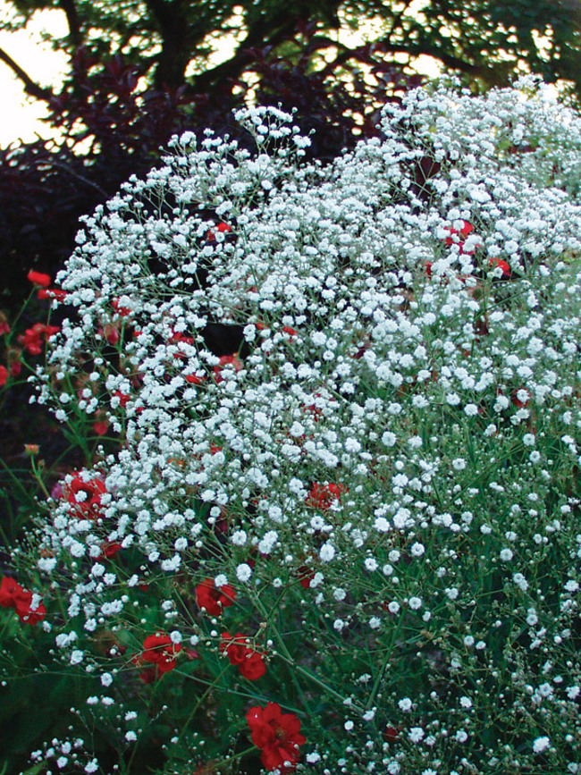 White Baby's Breath Seeds - Perennial Flower Seeds