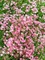 Gypsophila Filou-Rose