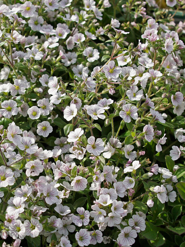  200 Creeping Baby's Breath WHITE FLOWERS,Gypsophila