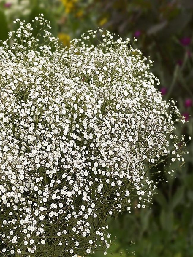 Primrue Baby's Breath Arrangement