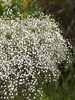 Gypsophila Summer Sparkles