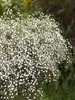 Gypsophila Summer Sparkles