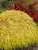 Hakonechloa All-Gold