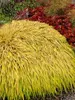 Hakonechloa All-Gold