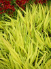 Hakonechloa All-Gold