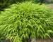 Hakonechloa All-Gold