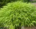 Hakonechloa All-Gold