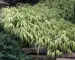 Hakonechloa Aureola