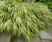 Hakonechloa Aureola