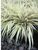 Hakonechloa Fubuki