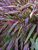 Hakonechloa Naomi