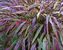 Hakonechloa Naomi