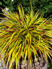 Hakonechloa Sunflare