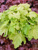 Heuchera Ball Gown