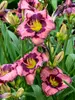 Hemerocallis Be Fruitful and Multiply