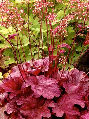 Link to Heuchera Berry Smoothie