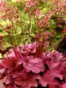 Heuchera Berry Smoothie
