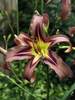 Hemerocallis Black Arrowhead