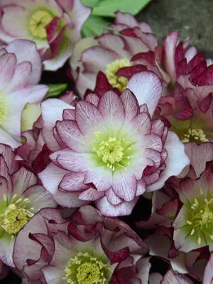 Link to Helleborus Blushing Bridesmaid