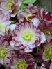 Helleborus Blushing Bridesmaid