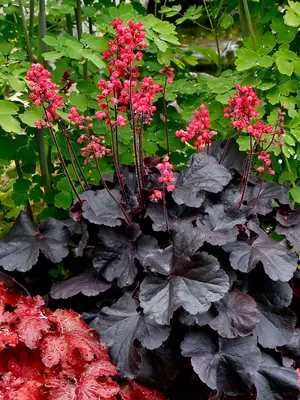 Link to Heuchera Black Forest Cake