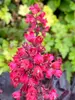 Heuchera Black Forest Cake