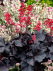 Heuchera Black Forest Cake