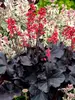 Heuchera Black Forest Cake