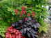 Heuchera Black Forest Cake