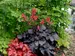 Heuchera Black Forest Cake