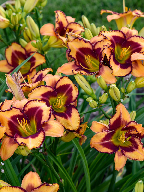 Hemerocallis Blazing Glory